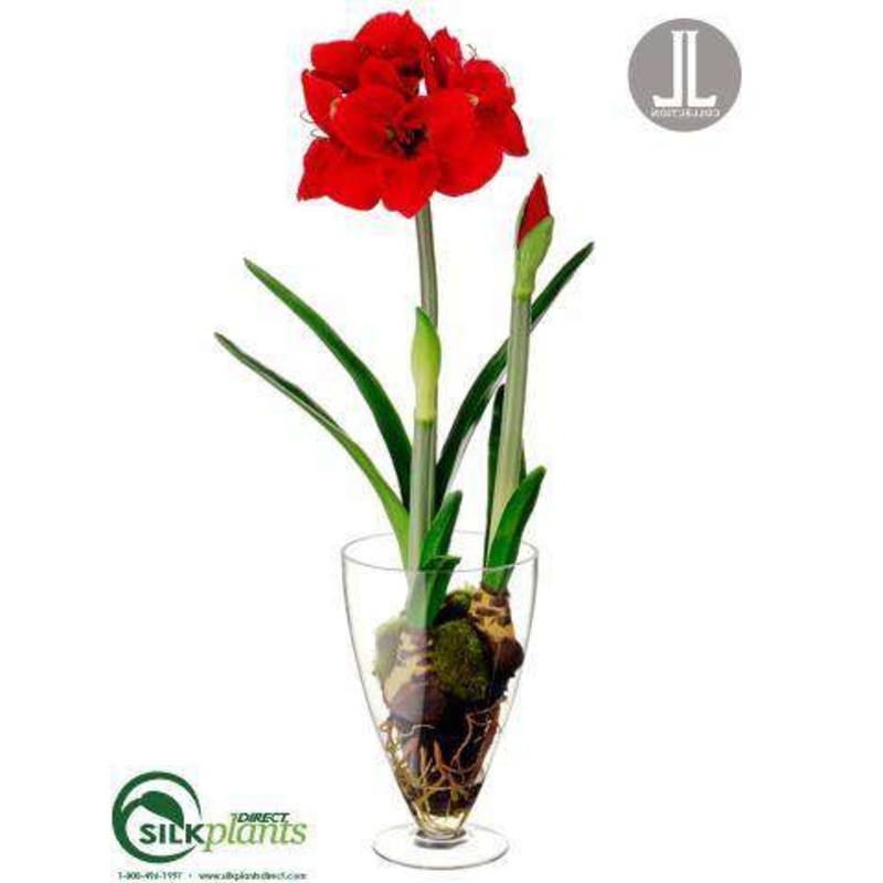 Amaryllis – Red – Pack of 1