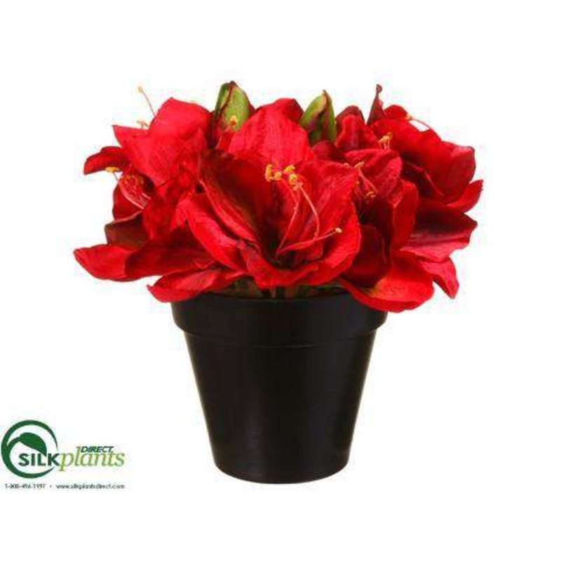 Amaryllis – Red – Pack of 3
