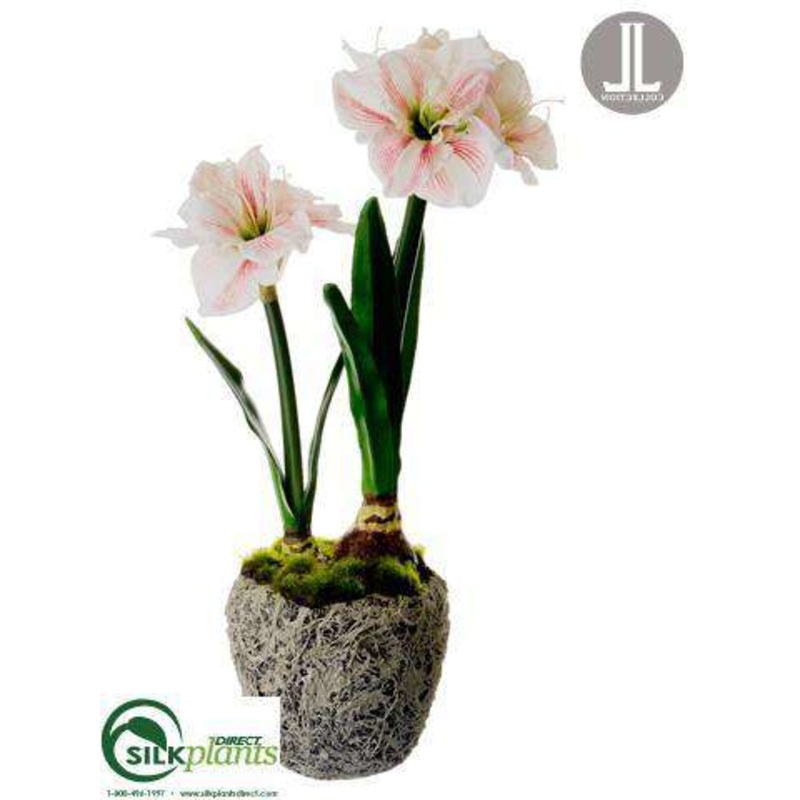 Amaryllis – White Burgundy – Pack of 1