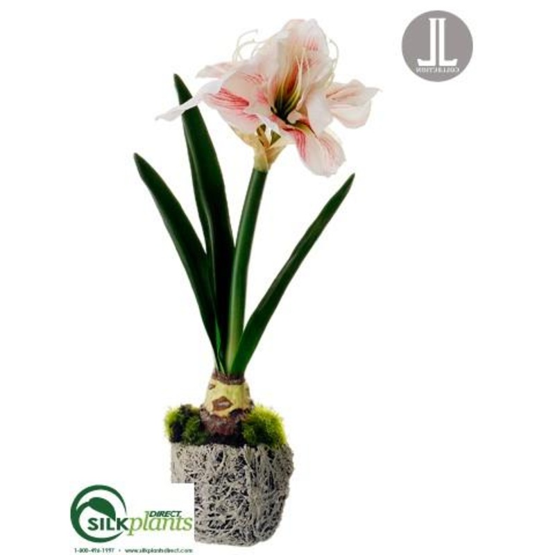 Amaryllis – White Burgundy – Pack of 6