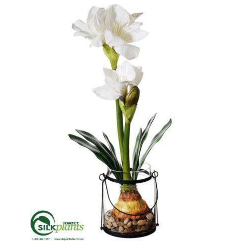 Amaryllis – White – Pack of 2