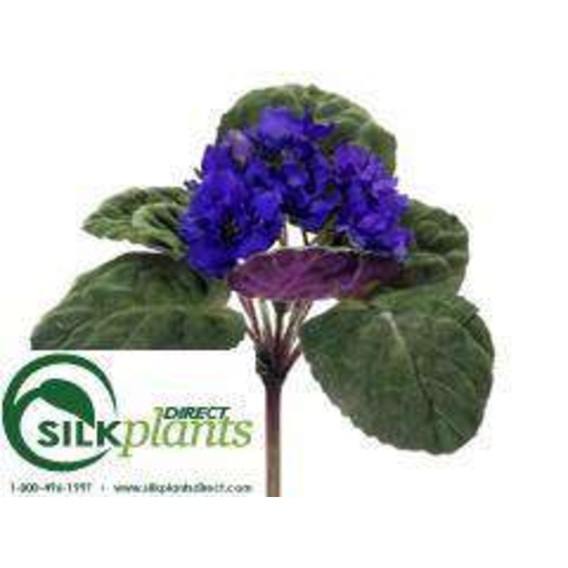 African Violet Bush – Blue – Pack of 6