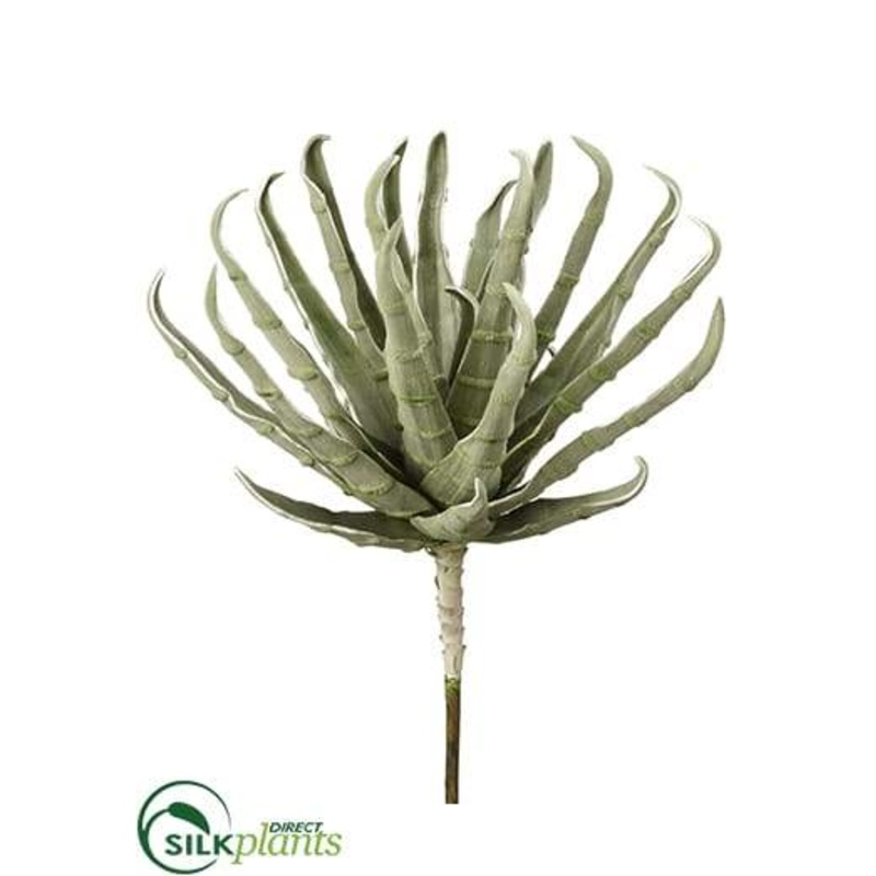 Aloe Pick – Green Gray – Pack of 12