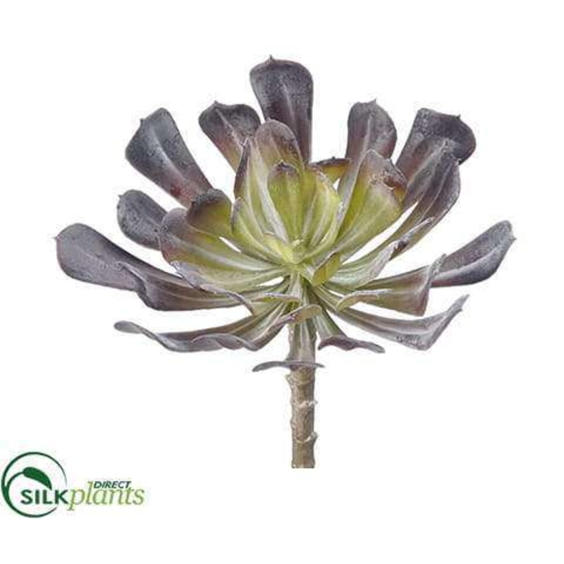 Aeonium Pick – Green Burgundy – Pack of 24