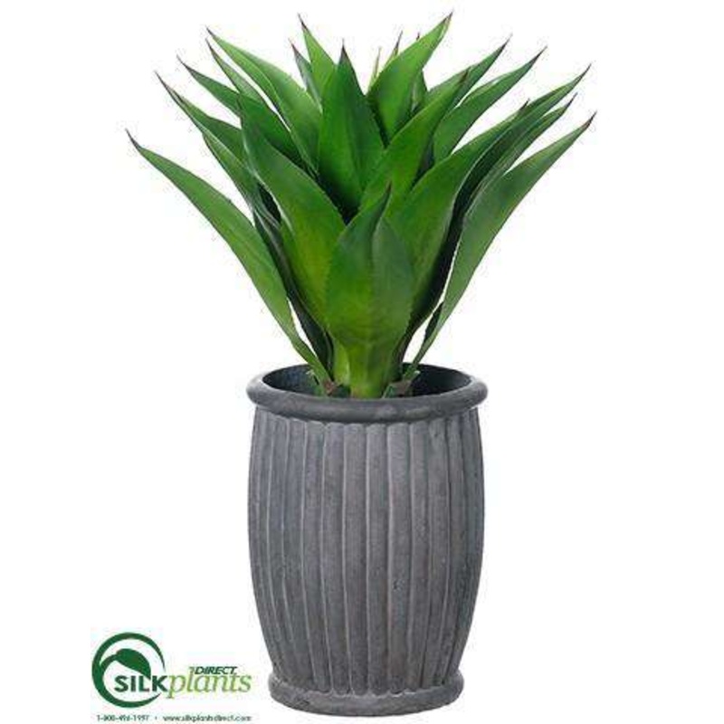 Agave – Green – Pack of 1