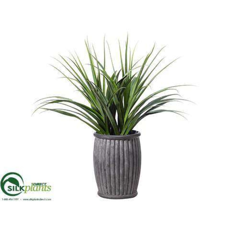Dracaena Plant – Green – Pack of 1