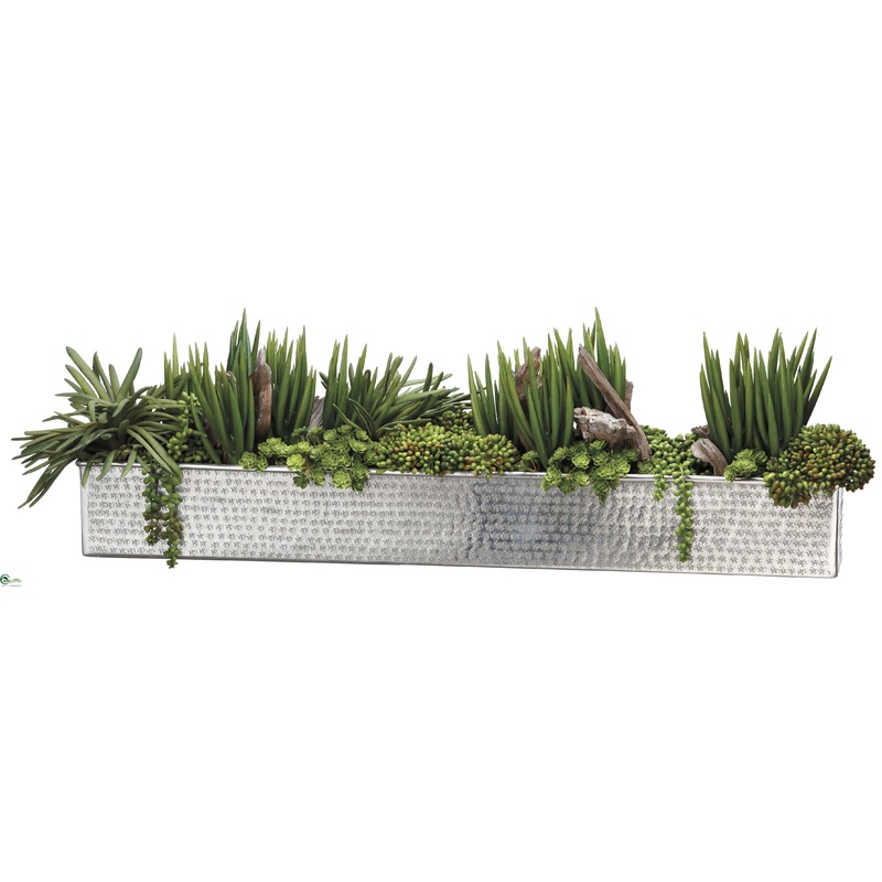 Senecio, Succulent, Sedum – Green – Pack of 1