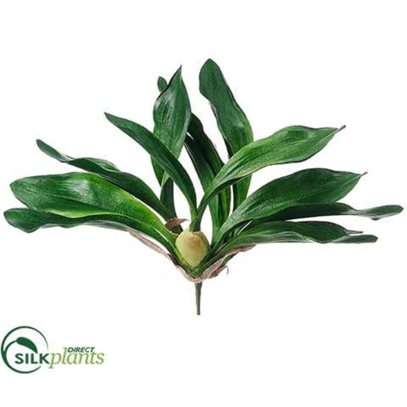 Zygopetalum Orchid Plant – Green – Pack of 6