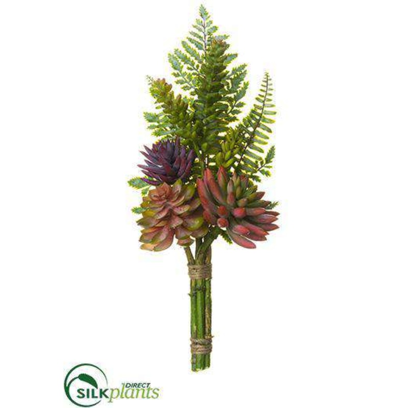 Aeonium, Echeveria, Fern Bundle – Green Plum – Pack of 6