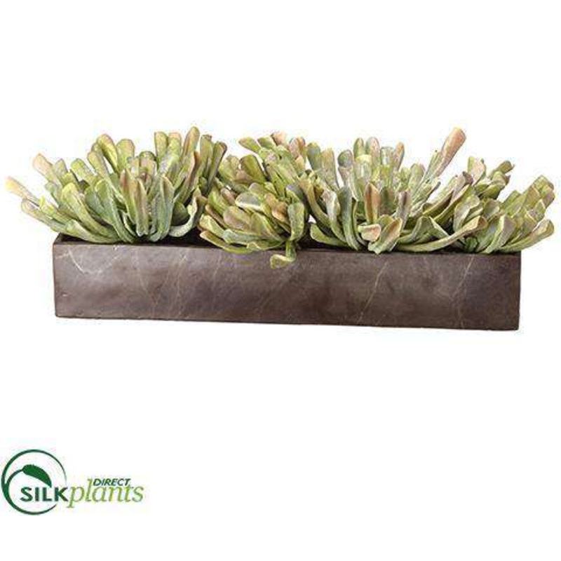 Aeonium Centerpiece – Green Mauve – Pack of 1