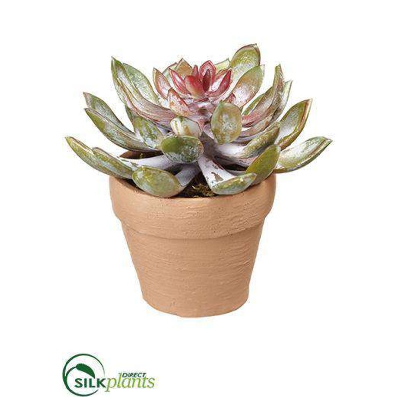 Aeonium – Green Burgundy – Pack of 4