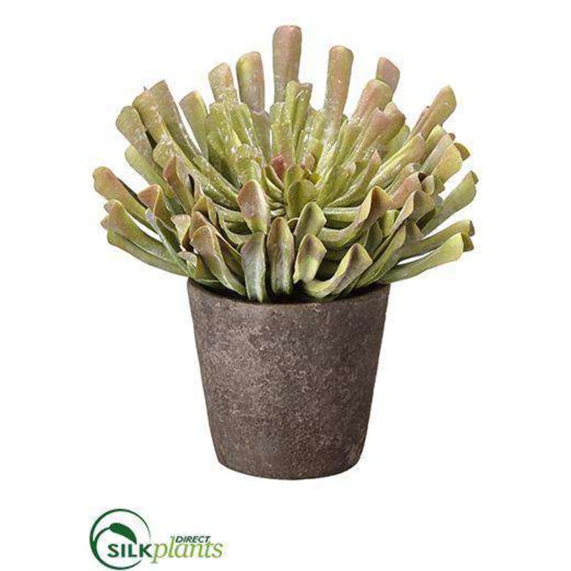 Aeonium – Green Mauve – Pack of 1