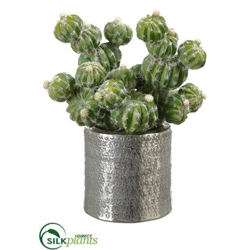 Barrel Cactus – Green – Pack of 1