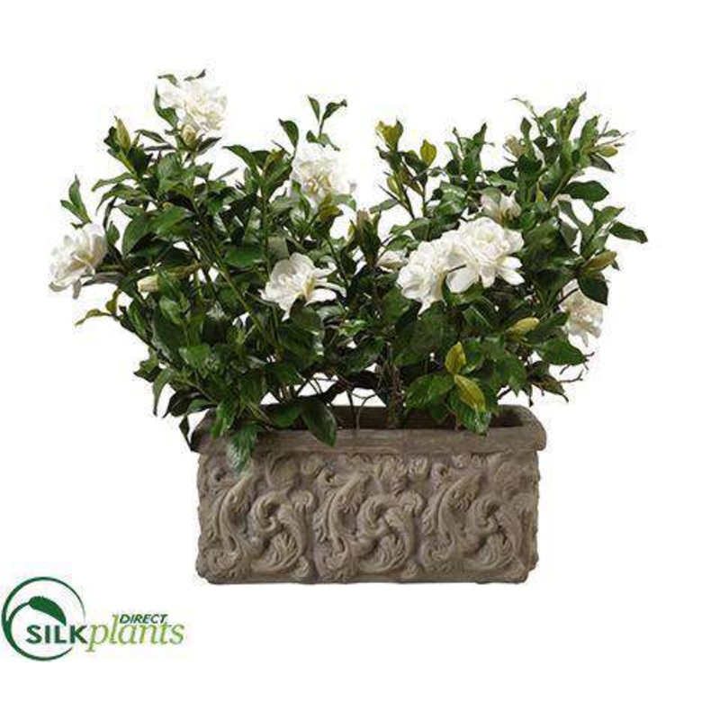 Gardenia – Cream Green – Pack of 1