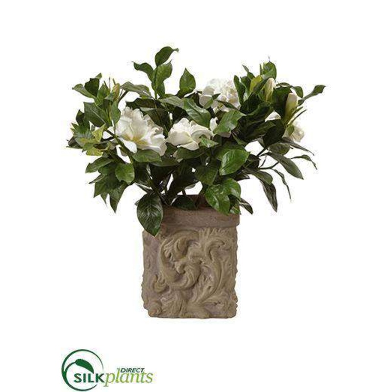 Gardenia Plant – Cream Green – Pack of 1