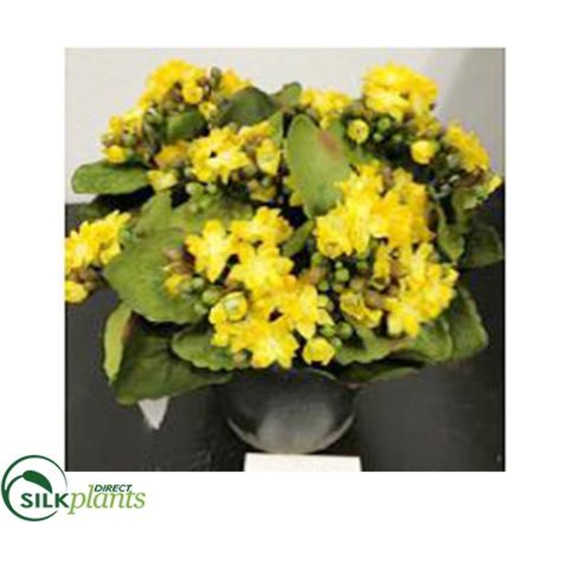 Kalanchoes – Yellow Green – Pack of 1