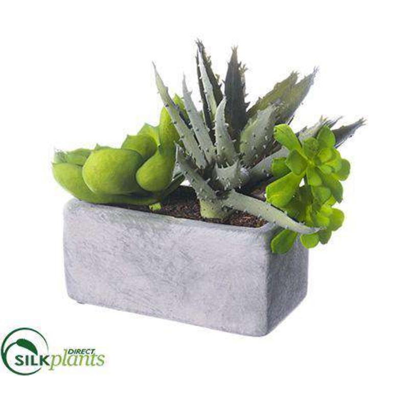 Agave, Echeveria – Green – Pack of 4