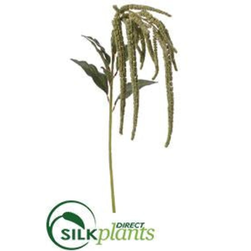 Amaranthus Spray – Green – Pack of 6