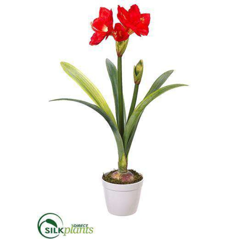 Amaryllis Plant – Red – Pack of 1