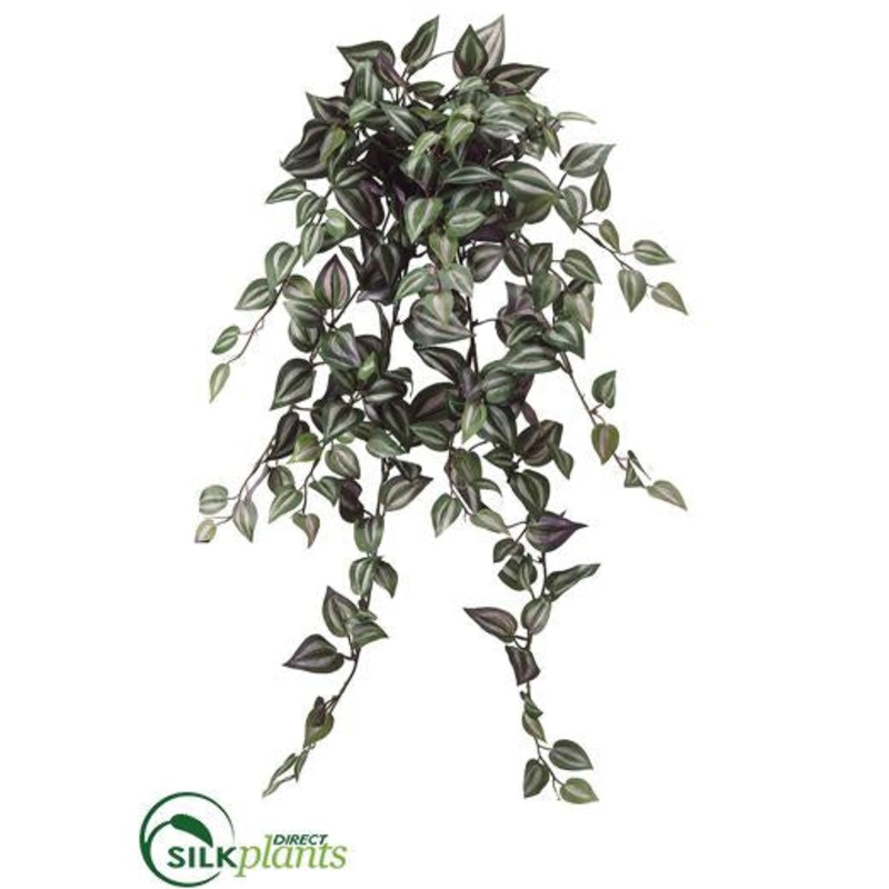 WANDERING JEW BUSH – Green – Pack of 12