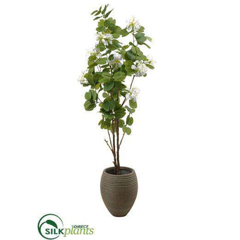 Bauhina Tree – Green White – Pack of 1