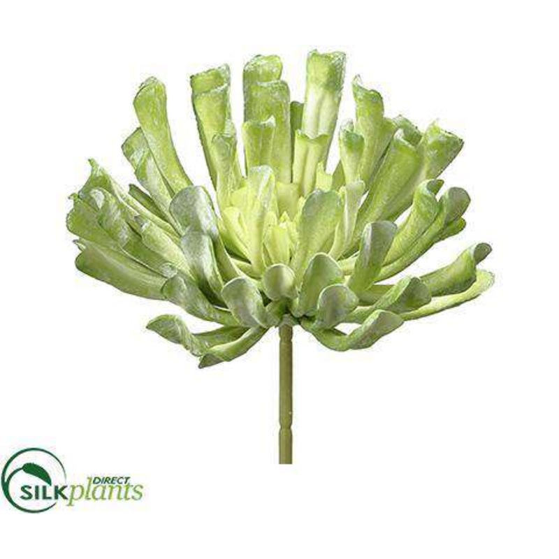 Aeonium Pick – Green Flocked – Pack of 6