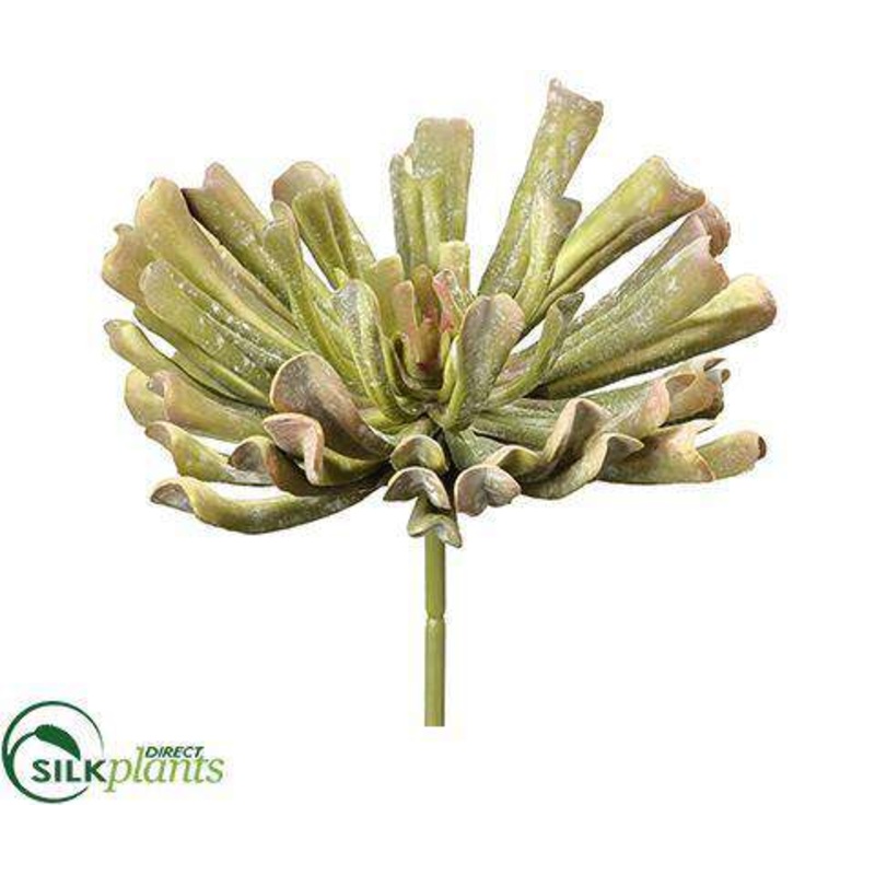 Aeonium Pick – Green Mauve – Pack of 6