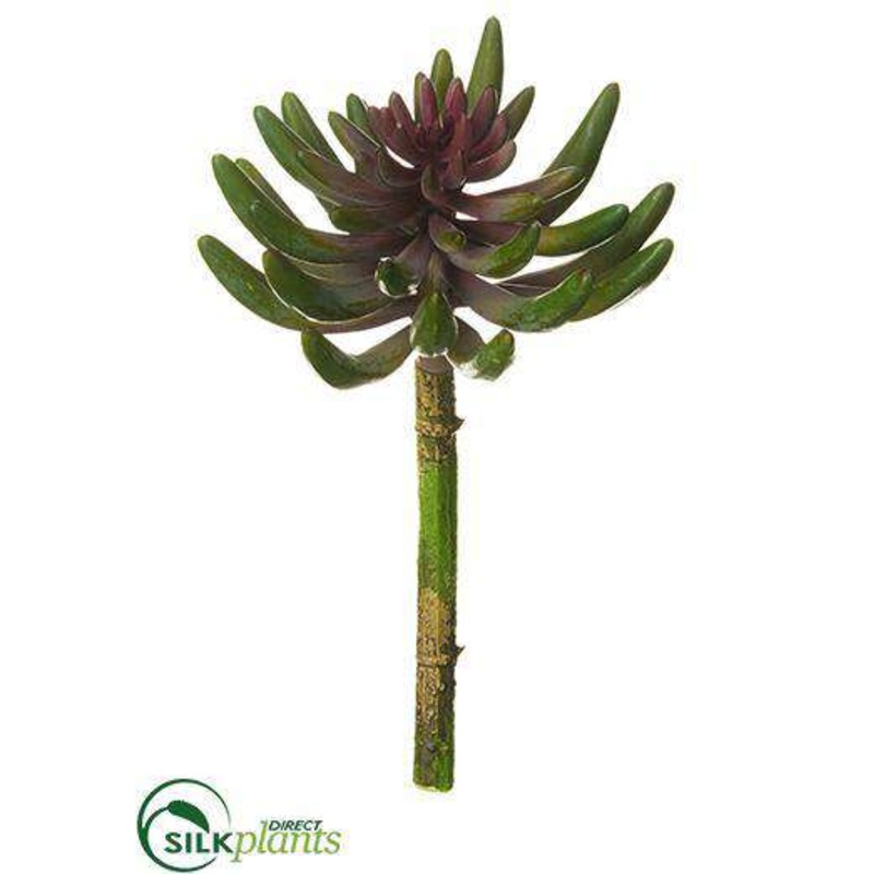 Aeonium Pick – Green Plum – Pack of 12