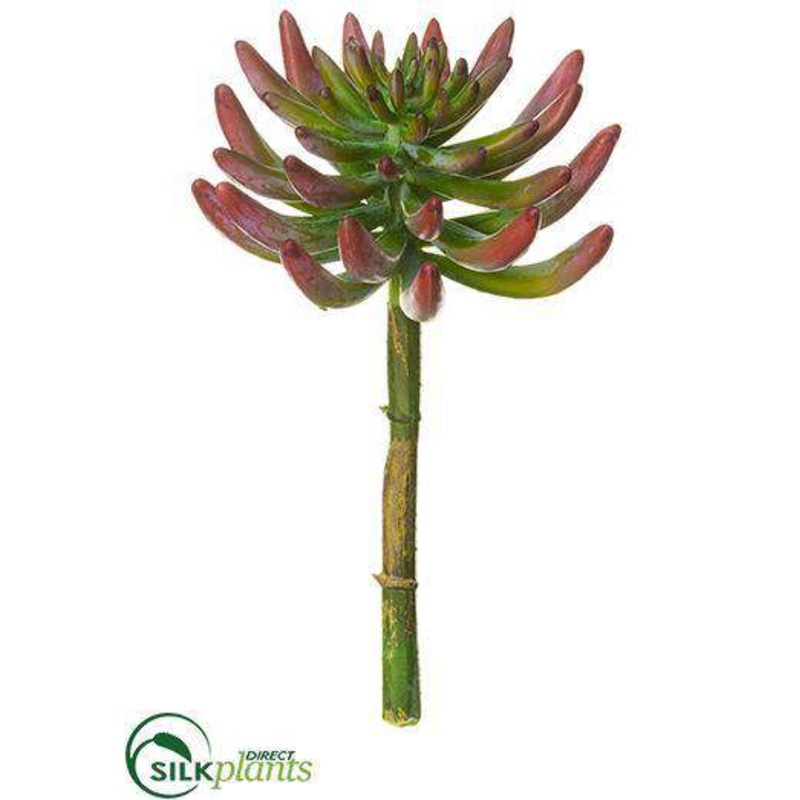 Aeonium Pick – Green Rust – Pack of 12