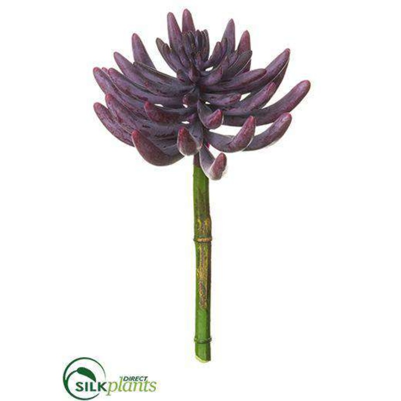 Aeonium Pick – Plum – Pack of 12