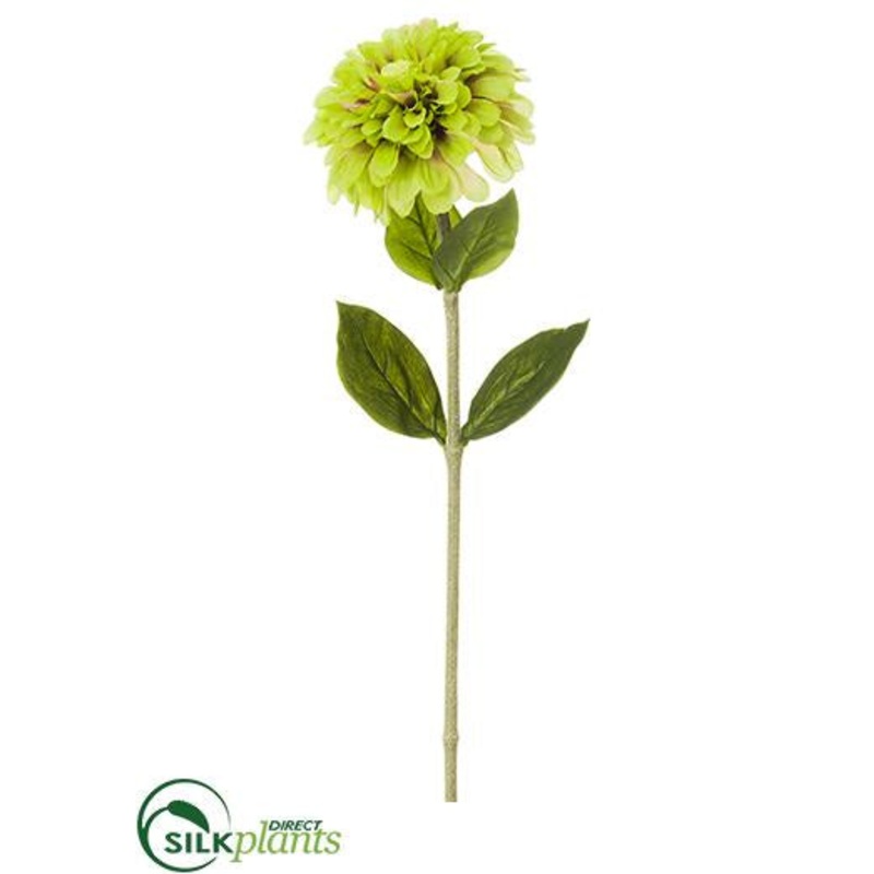 Zinnia Spray – Green Light – Pack of 12