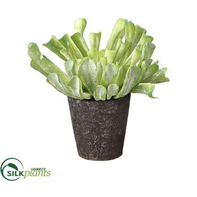 Aeonium – Green Flocked – Pack of 3