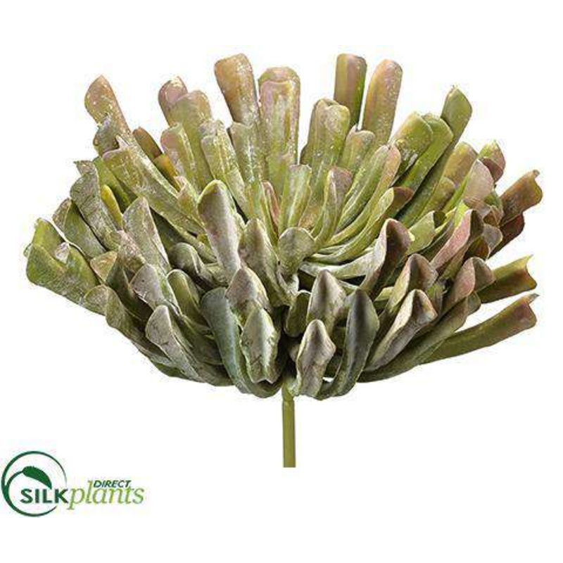 Aeonium Pick – Green Mauve – Pack of 2