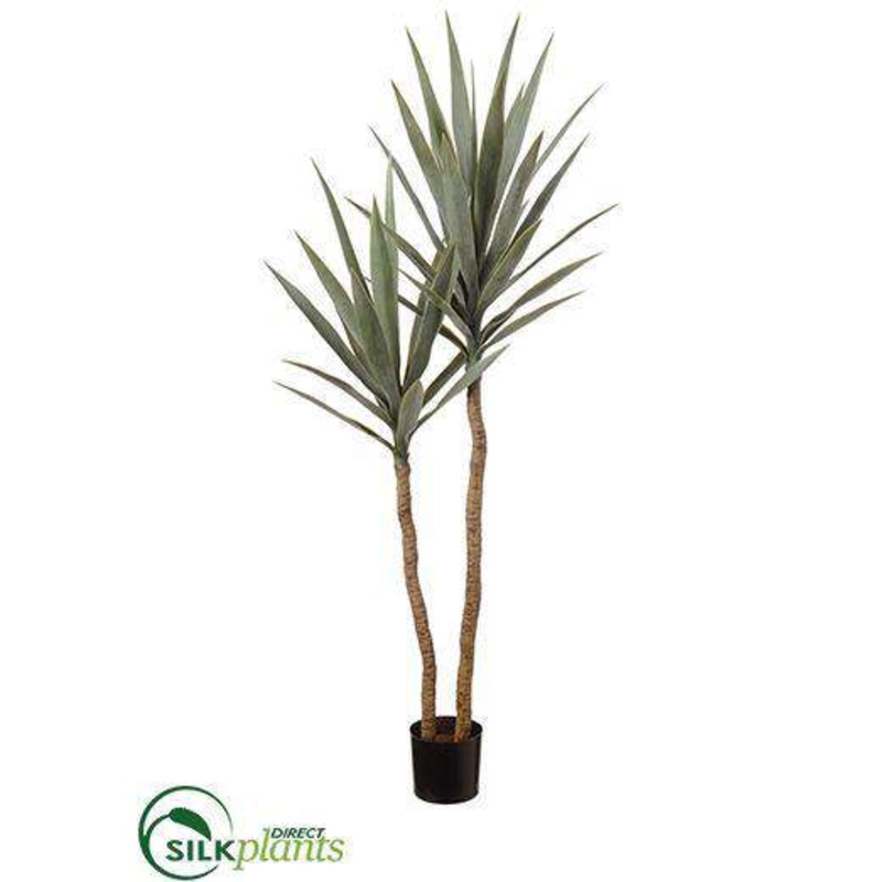 Yucca Tree – Green Frosted – Pack of 2