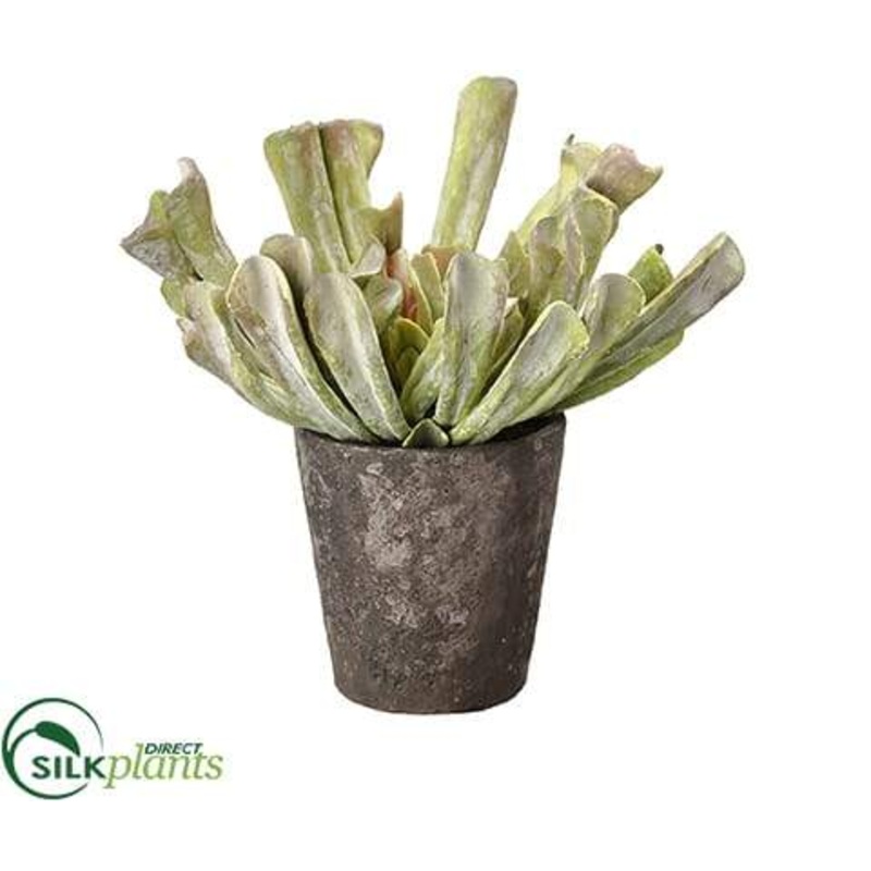 Aeonium – Green Mauve – Pack of 3