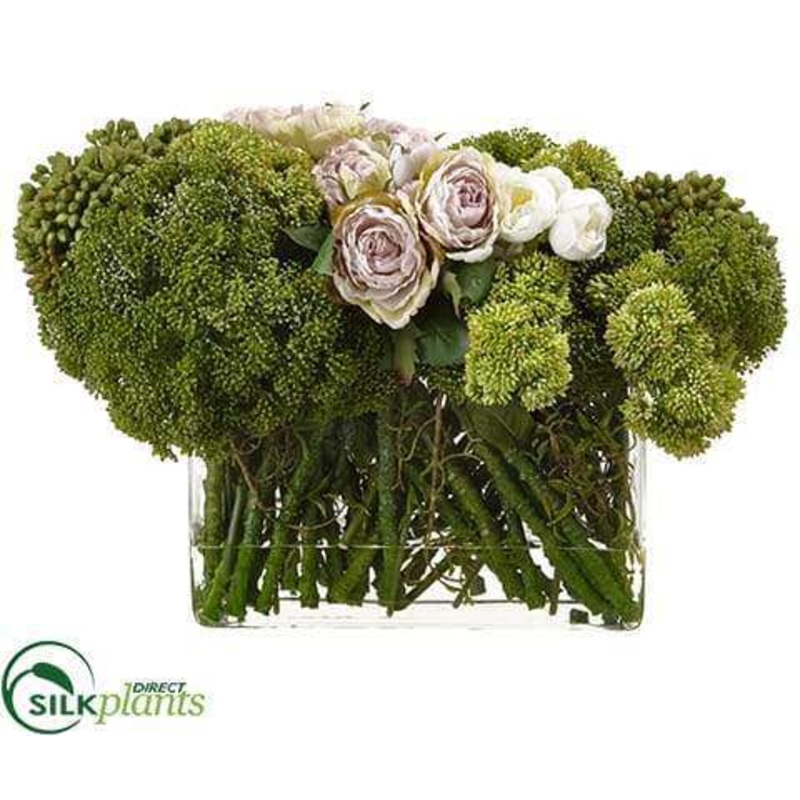 Sedum, Rose – Green – Pack of 1