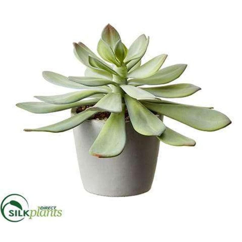 Aeonium – Green Gray – Pack of 4
