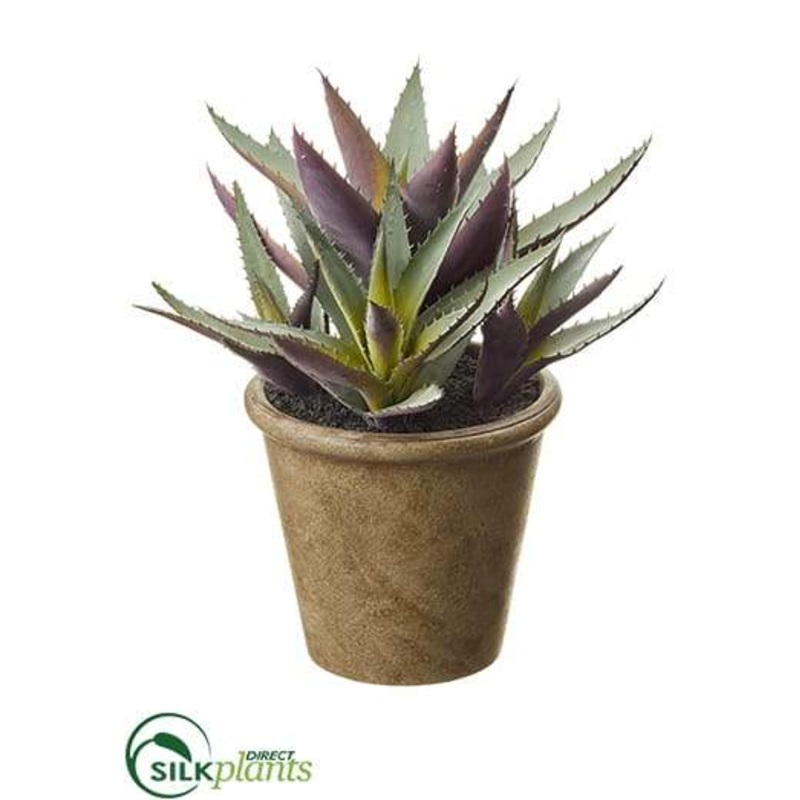 Agave – Green Purple – Pack of 1