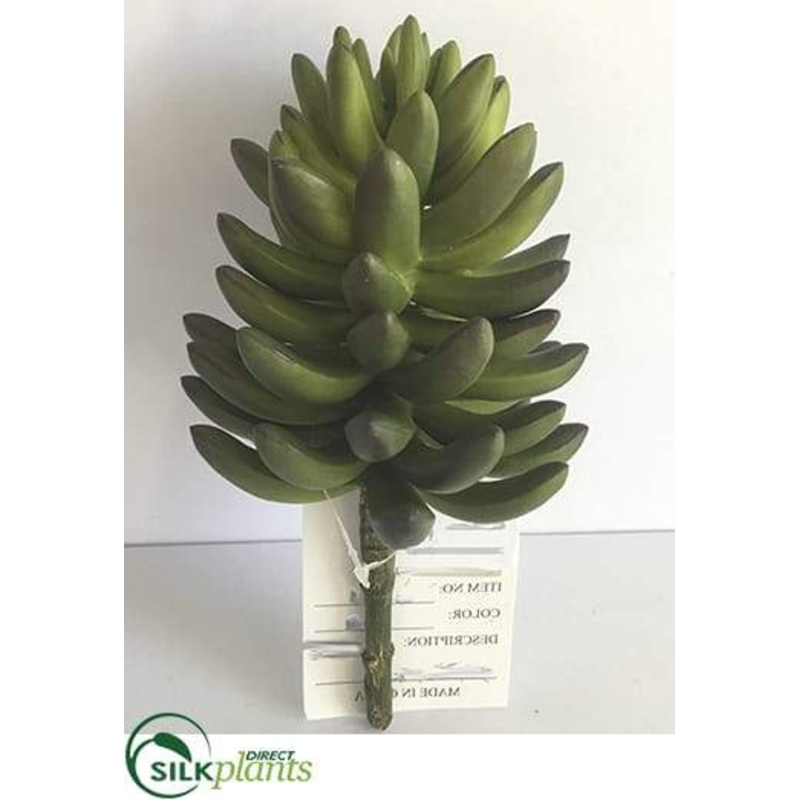 Aeonium Pick – Green – Pack of 12