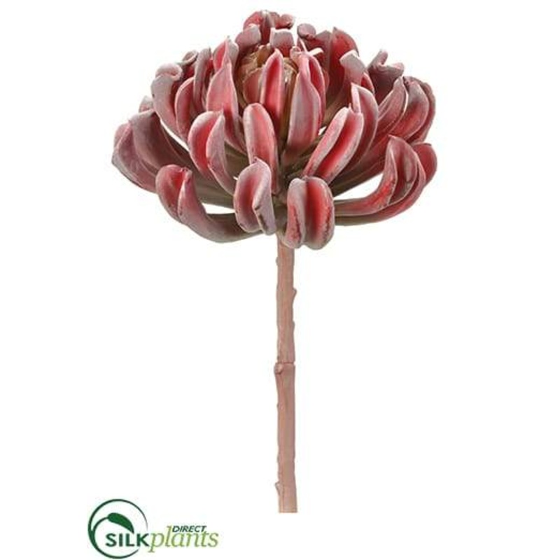 Aeonium Spray – Burgundy Green – Pack of 4