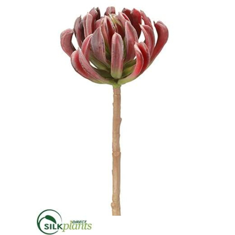 Aeonium Spray – Burgundy Green – Pack of 8