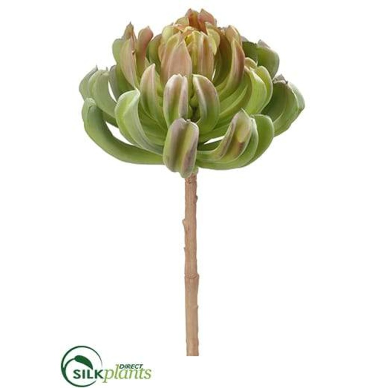 Aeonium Spray – Green – Pack of 4