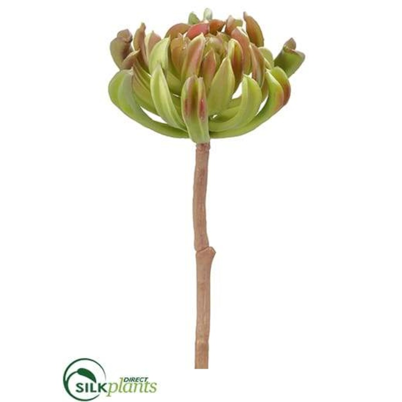 Aeonium Spray – Green – Pack of 8