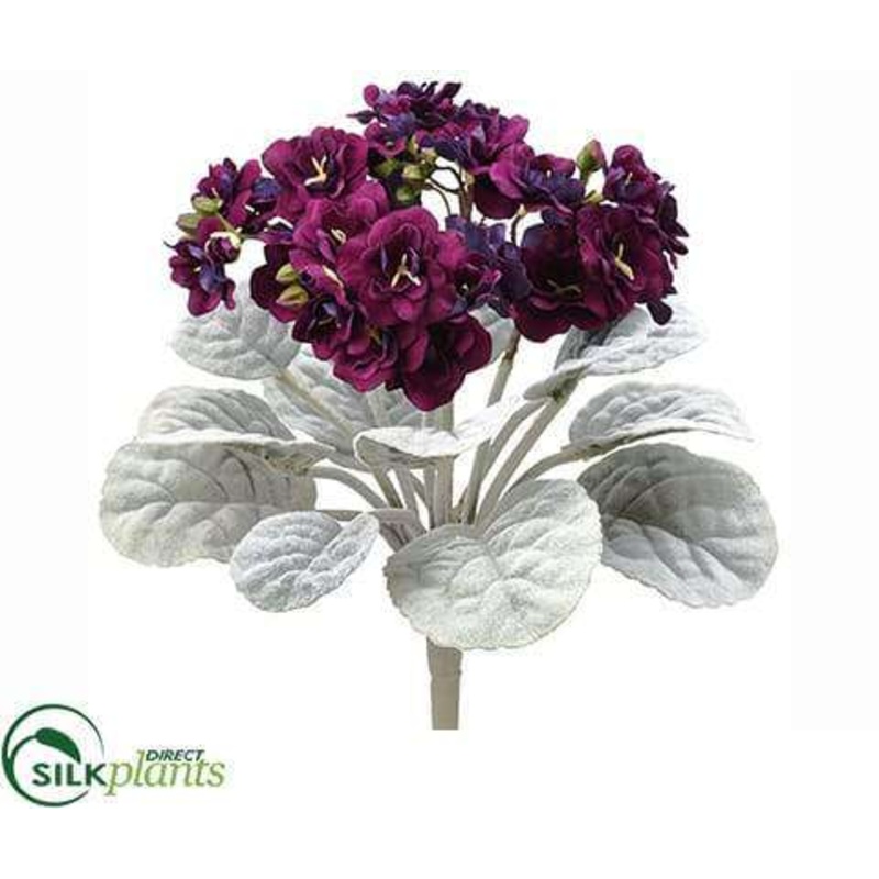 African Violet Bush – Everglade – Pack of 24