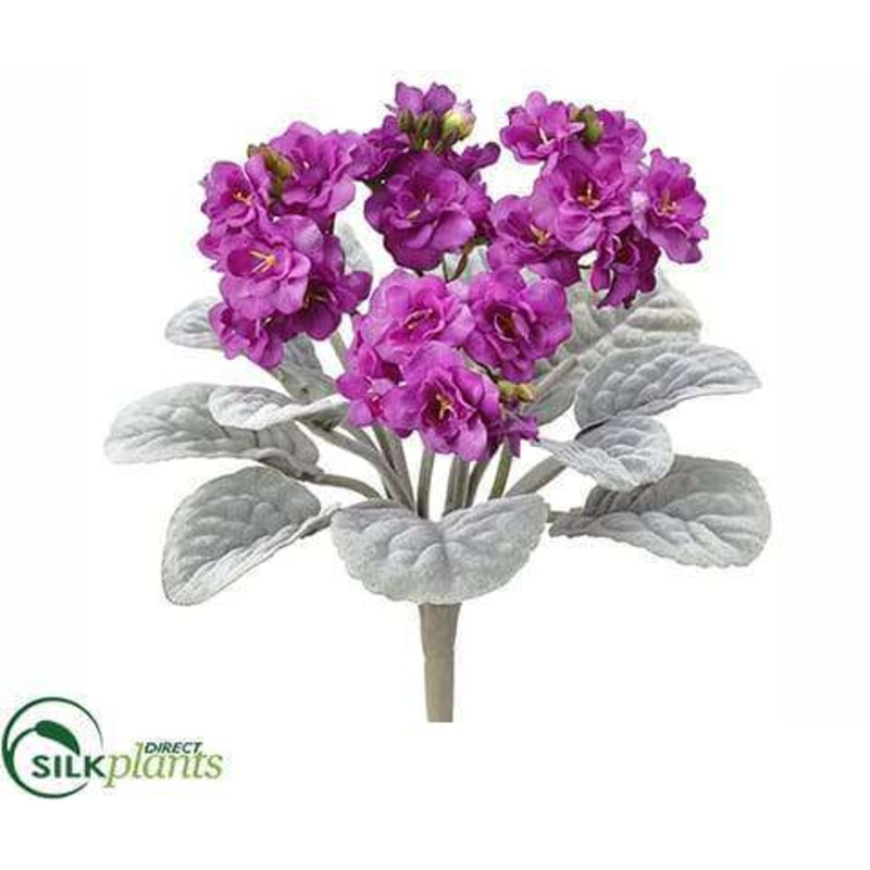 African Violet Bush – Fuchsia – Pack of 24