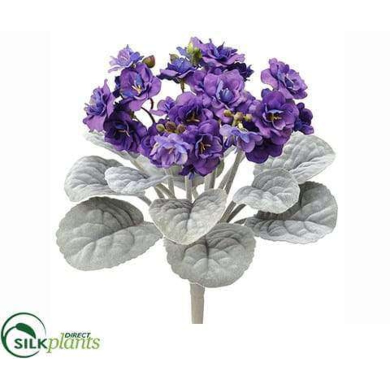 African Violet Bush – Purple – Pack of 24