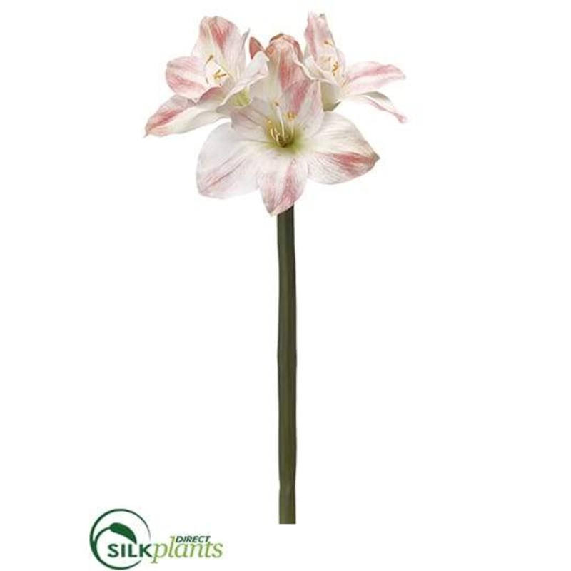 Amaryllis Spray – Pink Cream – Pack of 12