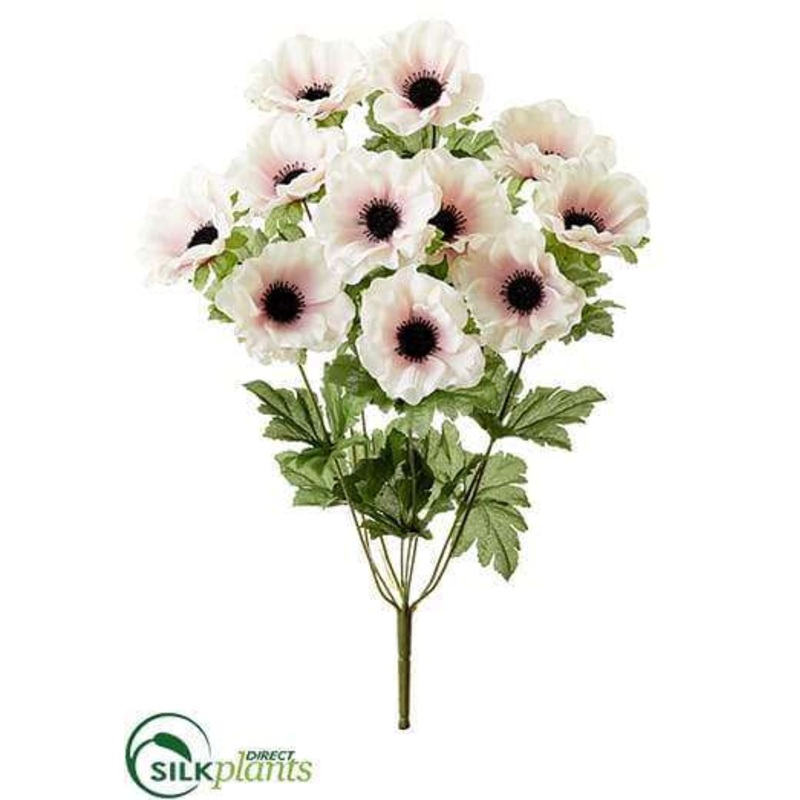 Anemone Bush – Pink Black – Pack of 12