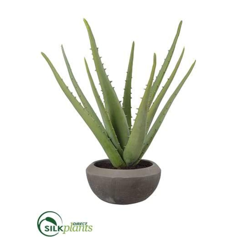 Aloe Plant – Green Gray – Pack of 1