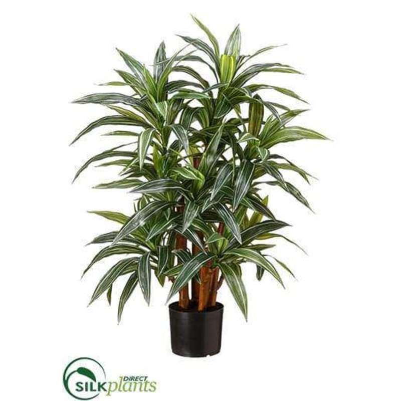 Yucca Plant – Green Cream – Pack of 2
